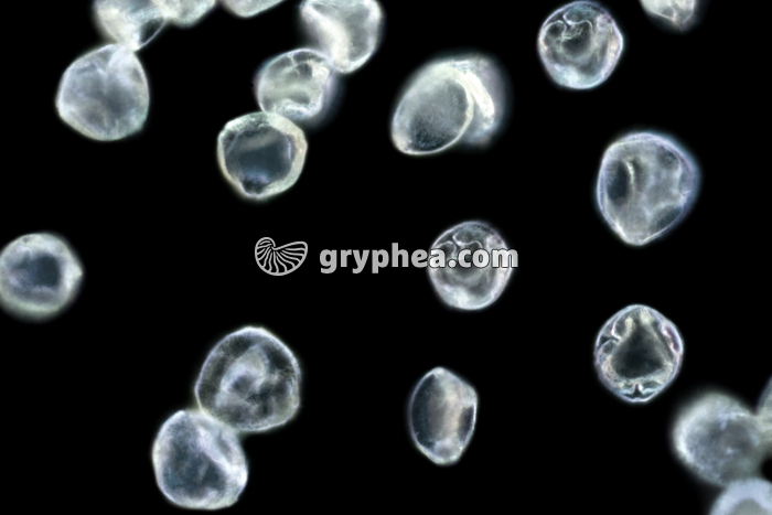 Pollen Noisetier x200 - gryphea.com